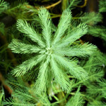 EEE_Myriophylle_du_Brésil