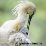 Faune_spatuleblanche1