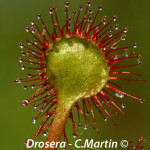 Flore_drosera1