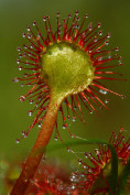 Marques Pages - Drosera - Logne_juin2013_MARTIN_Drosera_rotundifolia 2