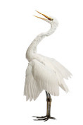 Marques Pages - aigrette