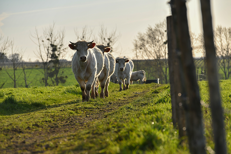 Ambiance_agricole_Erdre_2022_Crédit_Delphine_Lethu (64)