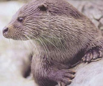 BI_loutre_portrait