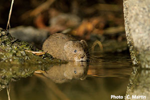 Campagnol_amphibie_Charles_Martin-copie