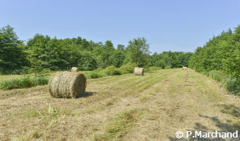 EA_AG_MaraisErdre53_creditPMarchand2014_340x200