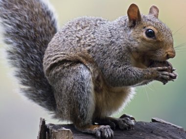 Eastern Gray Squirrel – Eating nuts in tree