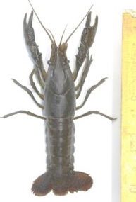 procambarus-virginalis-2-ecrevisse-marbree-c-marc-collas-afb-centre-de-ressources-eee-193×300