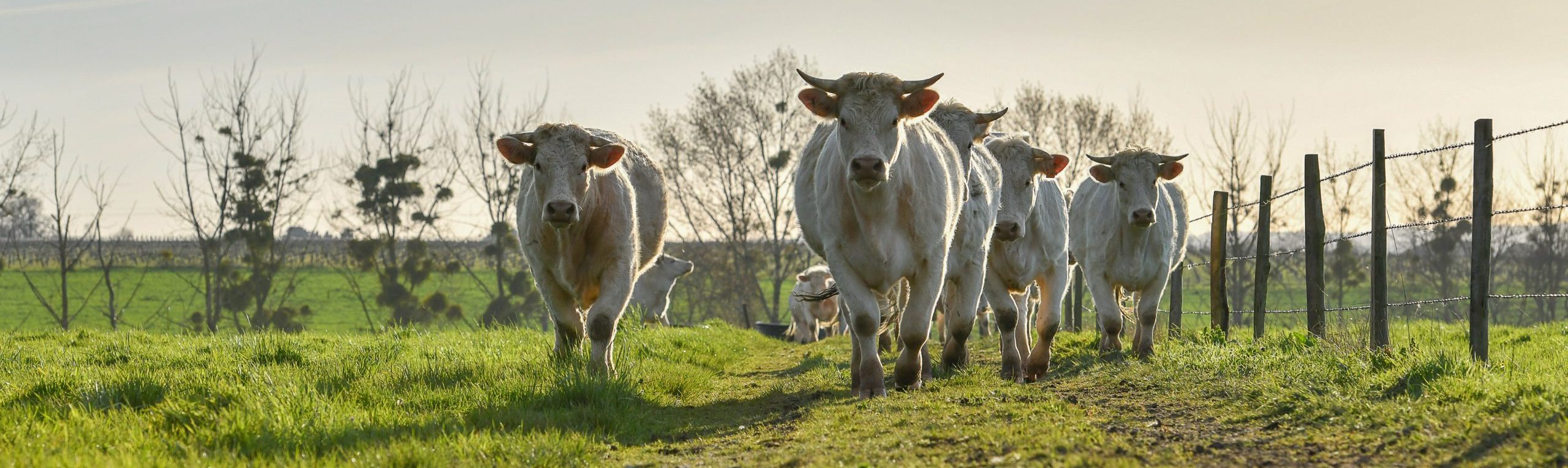 vvache race à viande