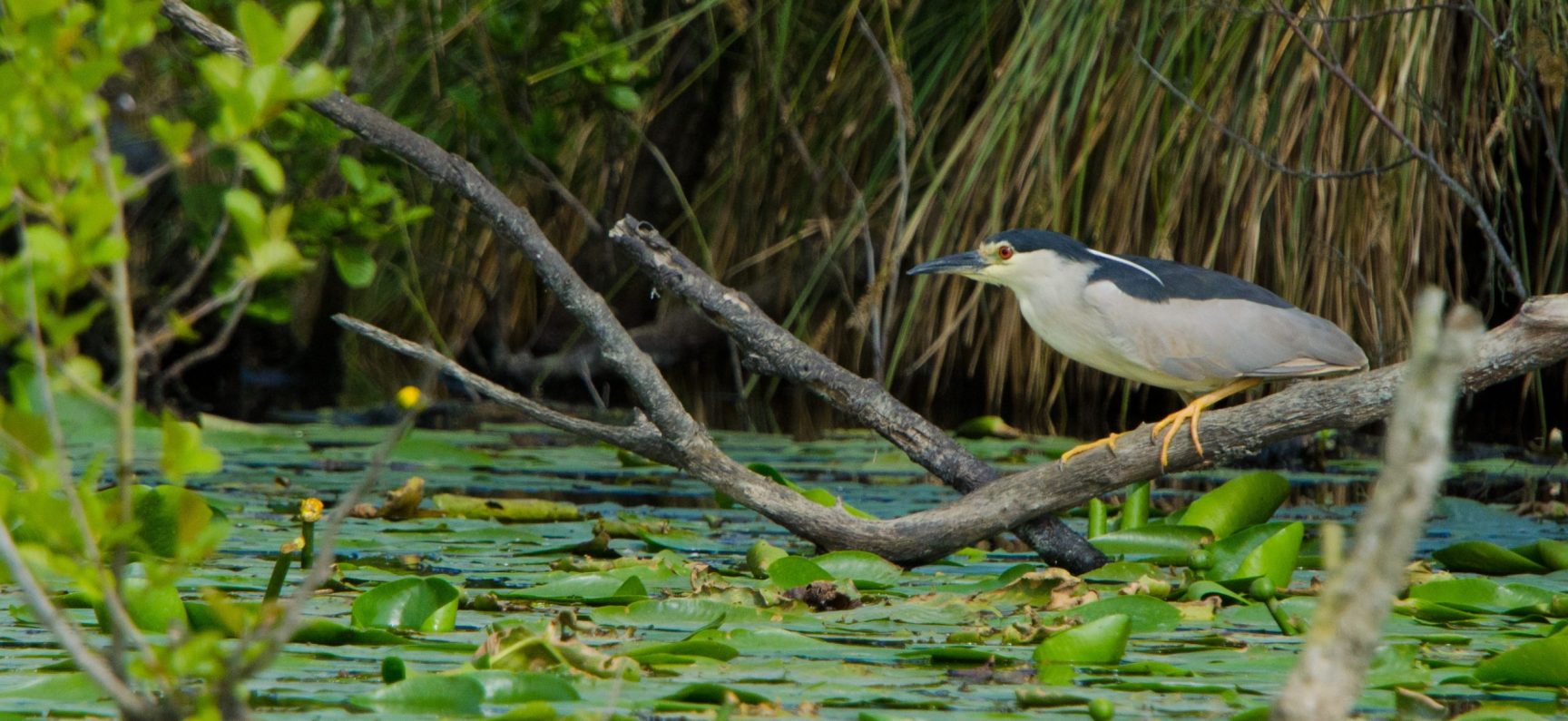 heron-bihoreau2-credits_Cedric_Barguil